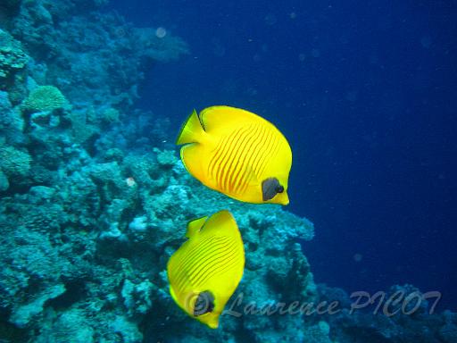Papillon jaune masqué - Chaetodon semilarvatus.JPG